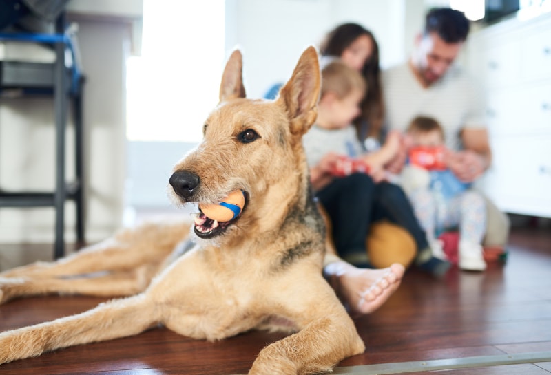 The Impact of Pets on Indoor Air Quality in Your Chino, CA, Home